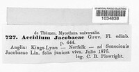 Aecidium jacobeae image